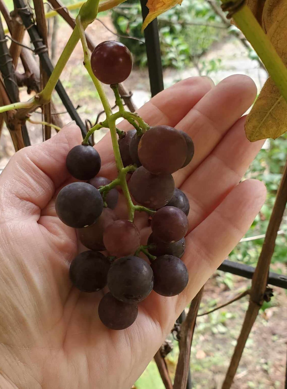 Just Plain Grape Jelly